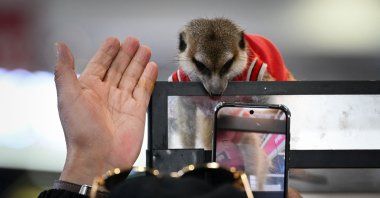 A visitor takes pictures of a suricata at a pet fair, Beijing, China, March 19, 2026. (AFP Photo)