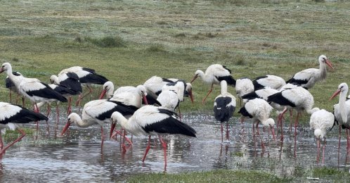 Flocks of storks gather in grasslands and wetlands during the peak of the spring migration in Arnavutköy, Istanbul, Türkiye, March 26, 2026. (IHA Photo) 