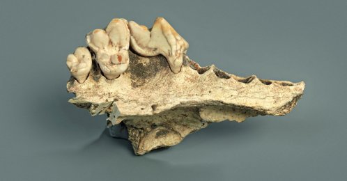The upper jaw of a domesticated dog from the Kesslerloch cave in Thayngen, Switzerland, dating to about 14,000 years ago, is seen in this photograph from July 2019. (Reuters Photo)
