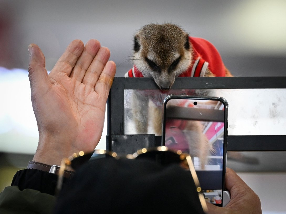 A visitor takes pictures of a suricata at a pet fair, Beijing, China, March 19, 2026. (AFP Photo)