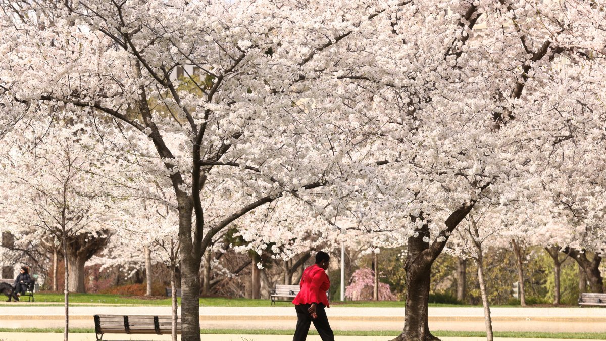 A woman walks under a canopy of cherry trees in full bloom in Senate Park on the grounds of the U.S. Capitol, Washington, D.C., U.S., March 25, 2026. (Reuters Photo)