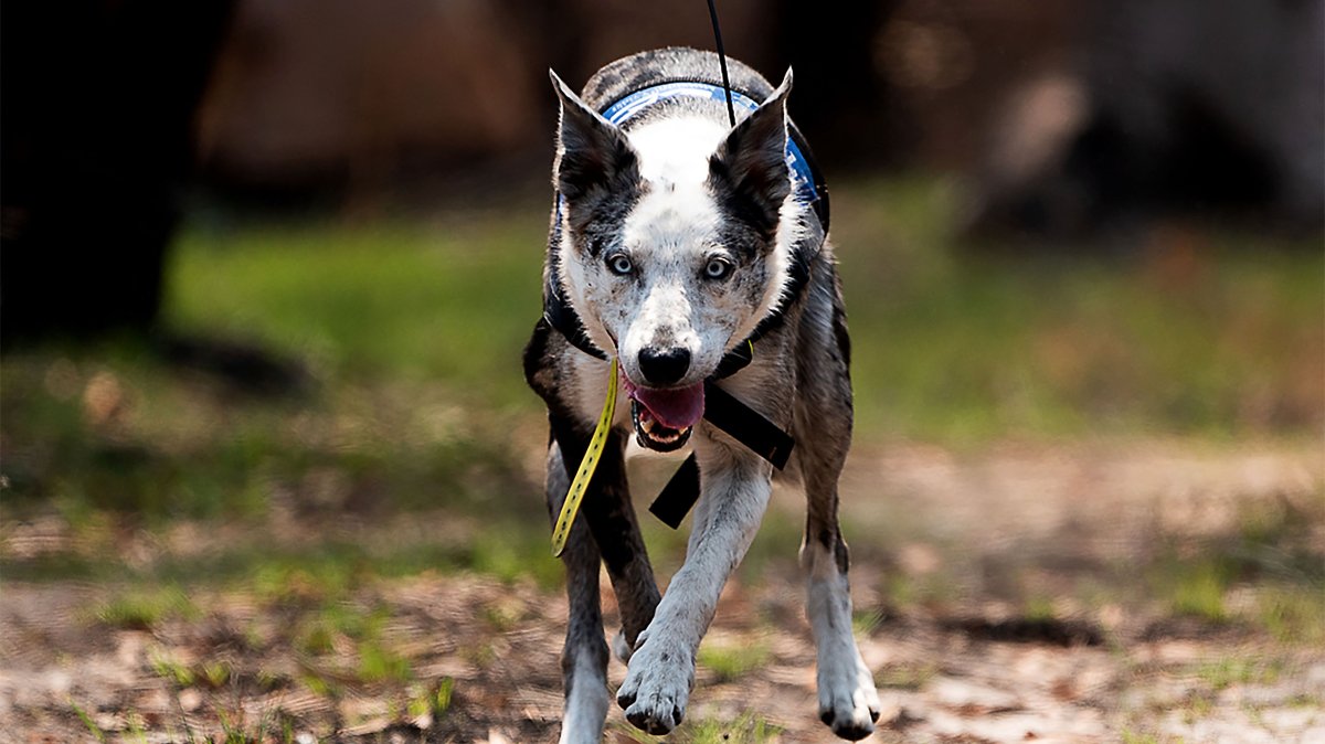 "Bear," an Australian koolie, running through the forest in Cooroibah, Queensland, Australia, Nov. 21, 2019. (International Fund for Animal Welfare Handout via AFP Photo)