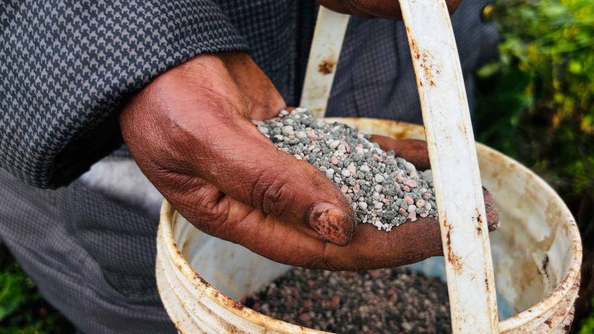 Elizabeth Wangua applies fertilizer to her land in Limuru, Kenya, March 25, 2026. (AP Photo)