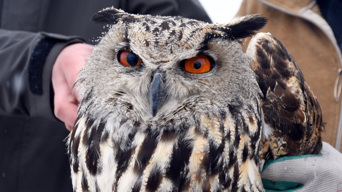 The injured owl receives treatment to recover before returning to the wild, Kars, Türkiye, March 27, 2026. (AA Photo) 