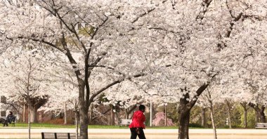 A woman walks under a canopy of cherry trees in full bloom in Senate Park on the grounds of the U.S. Capitol, Washington, D.C., U.S., March 25, 2026. (Reuters Photo)
