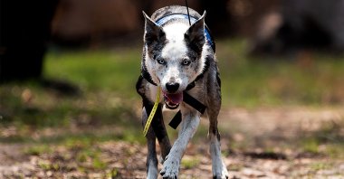 "Bear," an Australian koolie, running through the forest in Cooroibah, Queensland, Australia, Nov. 21, 2019. (International Fund for Animal Welfare Handout via AFP Photo)