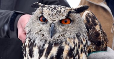 The injured owl receives treatment to recover before returning to the wild, Kars, Türkiye, March 27, 2026. (AA Photo) 