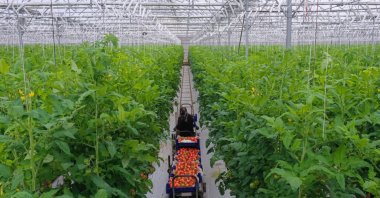 A woman works at a greenhouse area in Elazığ, eastern Türkiye, Nov. 23, 2025. (AA Photo)