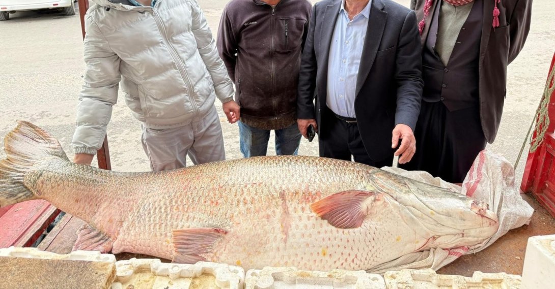 The 120-kilogram giant pike is displayed at a fish market, Diyarbakır, Türkiye, March 31, 2026. (AA Photo)