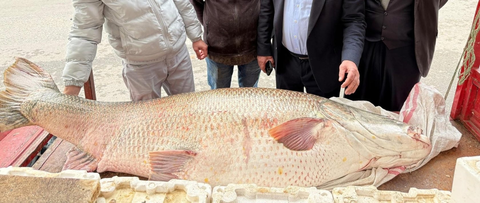 The 120-kilogram giant pike is displayed at a fish market, Diyarbakır, Türkiye, March 31, 2026. (AA Photo)