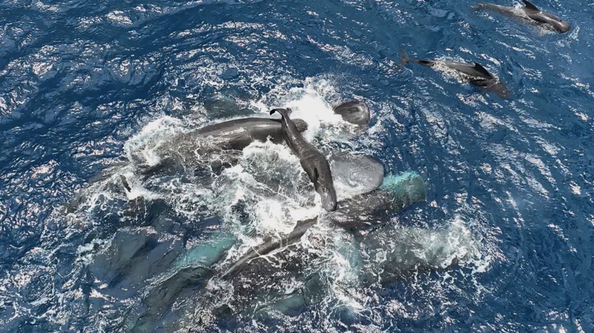 This 2023 photo provided by Project CETI shows female sperm whales holding a newborn calf above the water until it can swim on its own. (AP Photo)