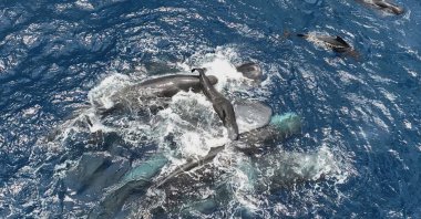 This 2023 photo provided by Project CETI shows female sperm whales holding a newborn calf above the water until it can swim on its own. (AP Photo)