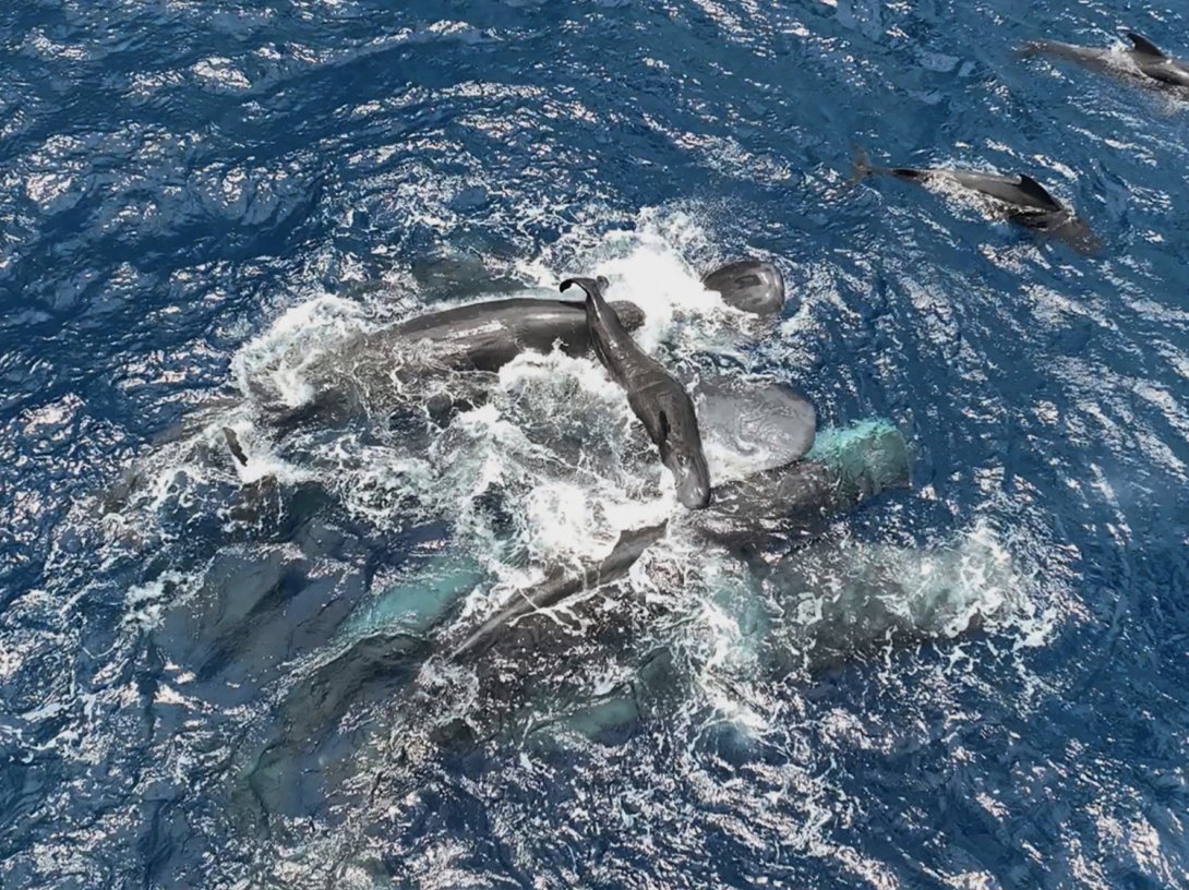 This 2023 photo provided by Project CETI shows female sperm whales holding a newborn calf above the water until it can swim on its own. (AP Photo)