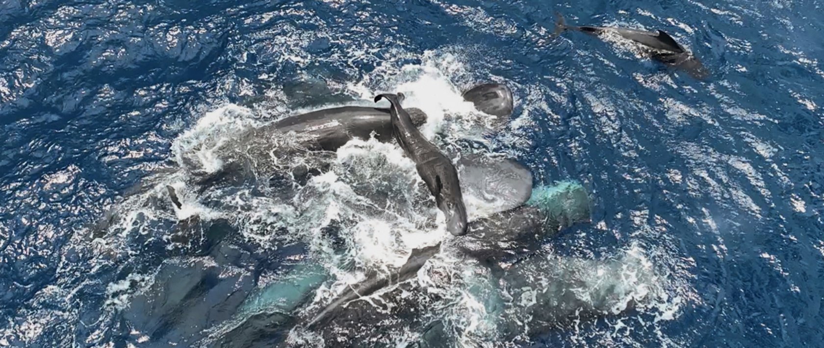 This 2023 photo provided by Project CETI shows female sperm whales holding a newborn calf above the water until it can swim on its own. (AP Photo)
