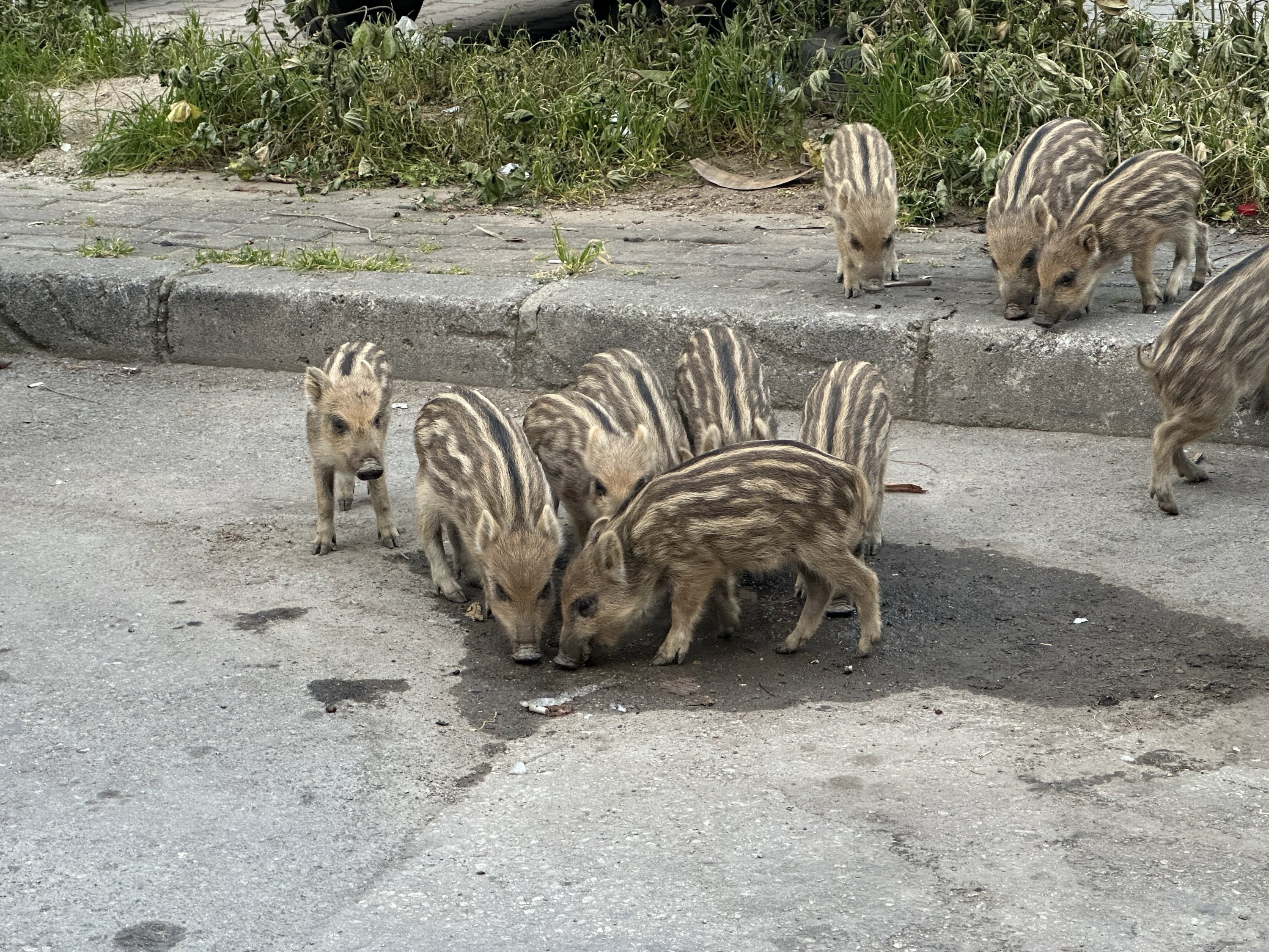 Wild boars move into city, dine with street cats in Türkiye
