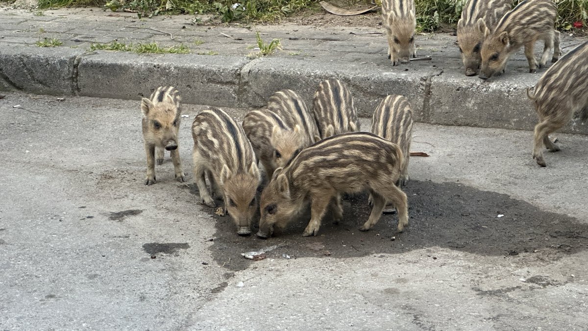 Baby wild boars eat food left for stray cats, Izmir, Türkiye, April 2, 2026. (IHA Photo)