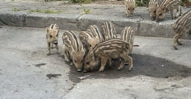 Baby wild boars eat food left for stray cats, Izmir, Türkiye, April 2, 2026. (IHA Photo)