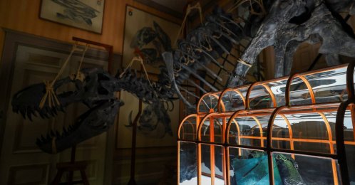 A handbag made using T. rex fossil-derived collagen is on display at Museum ArtZoo, Amsterdam, Netherlands, April 2, 2026. (Reuters Photo)