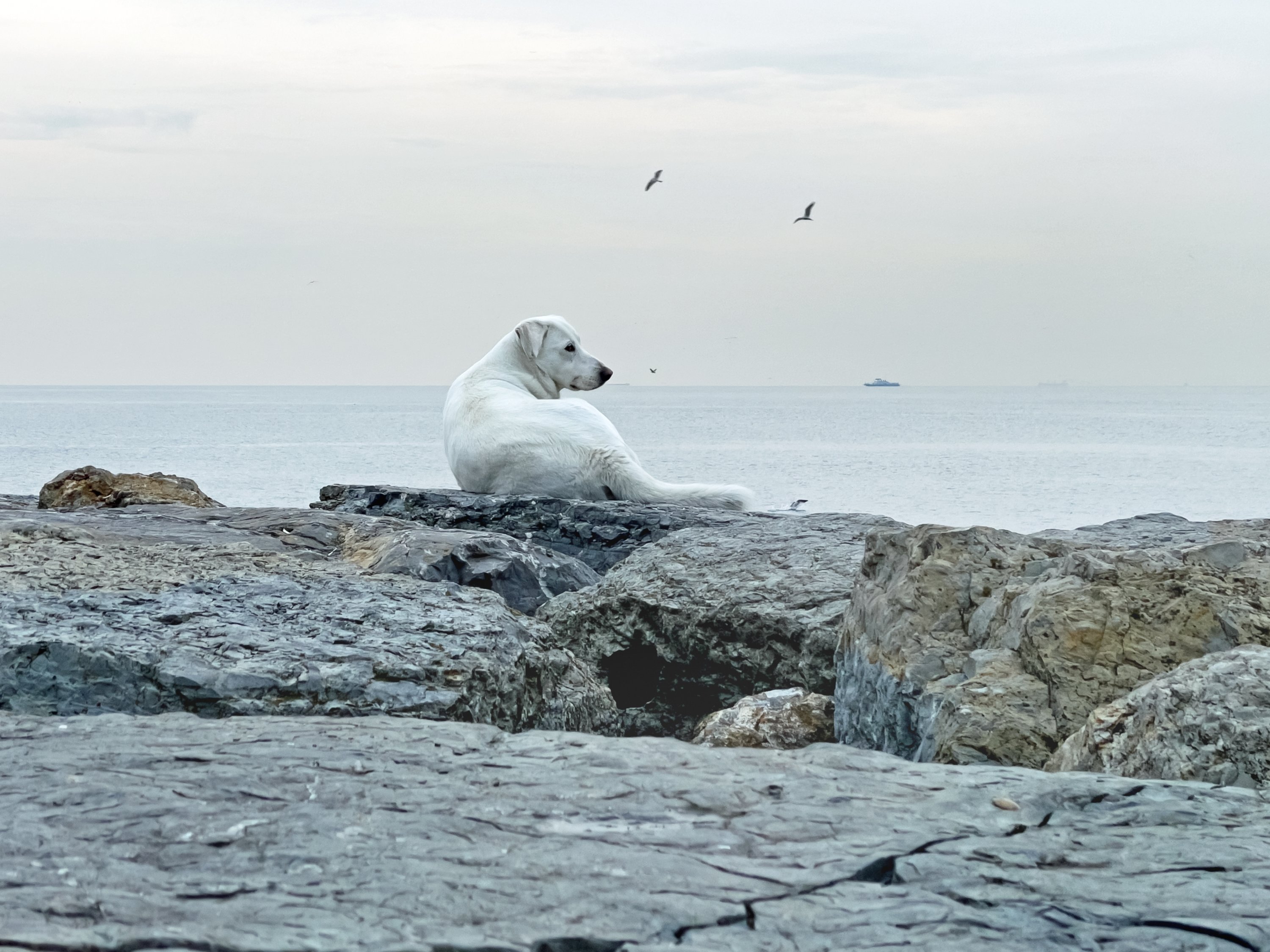 Istanbul governor warns municipalities to act on stray dogs