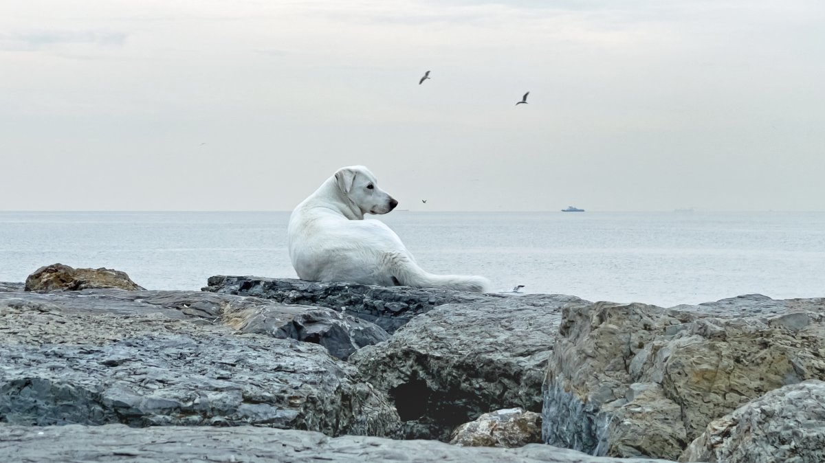 A stray dog rests on the stones along the Kadıköy seashore, Istanbul, Türkiye, March 21, 2026. (Shutterstock Photo) 
