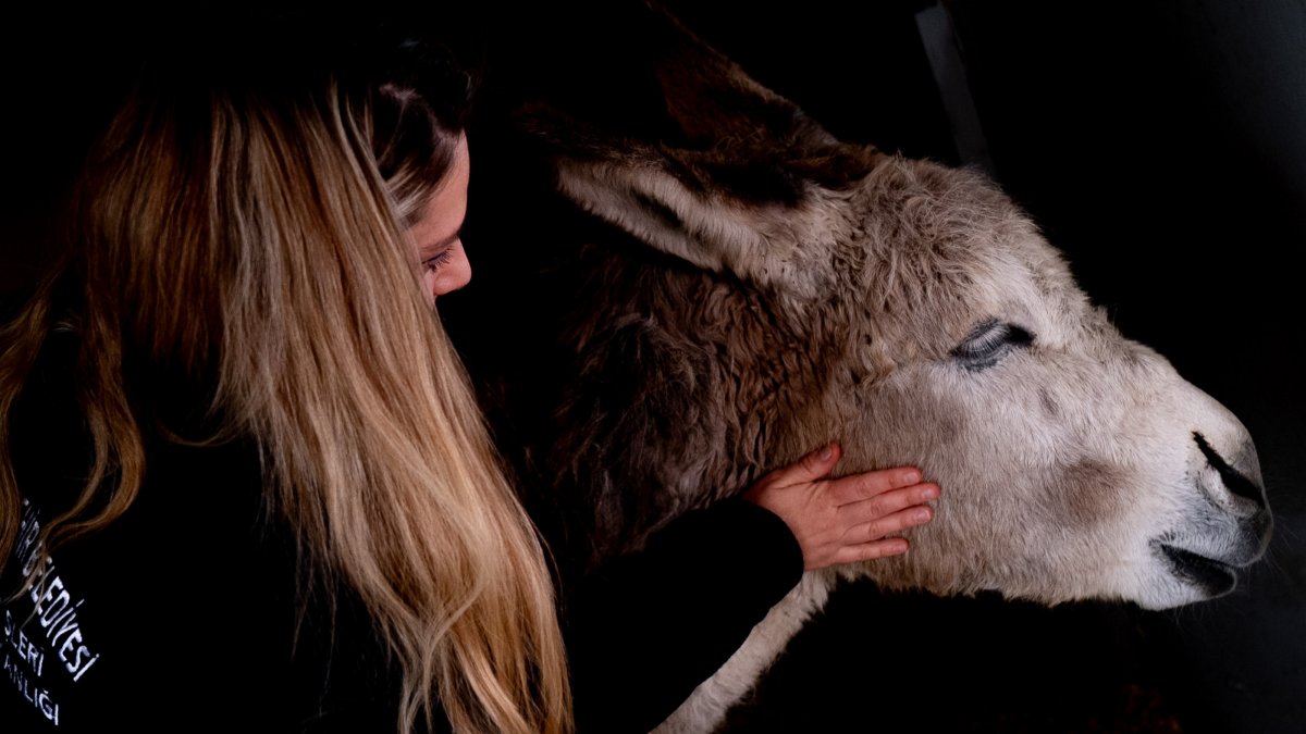 A veterinarian pets "Garip" the donkey after treatment, Ankara, Türkiye, March 31, 2026. (AA Photo)