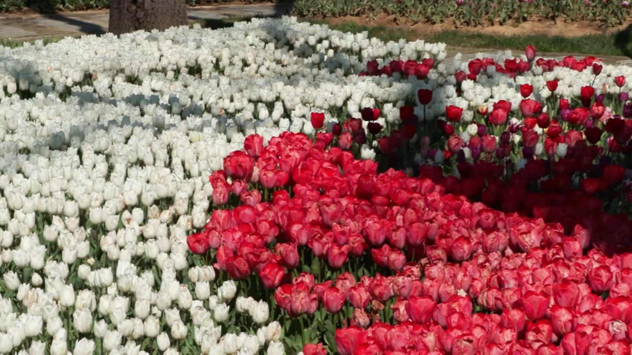 A vibrant display of tulips blooms at Emirgan Grove, Istanbul, Türkiye, April 6, 2026. (DHA Photo) 