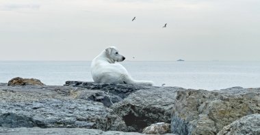 A stray dog rests on the stones along the Kadıköy seashore, Istanbul, Türkiye, March 21, 2026. (Shutterstock Photo) 