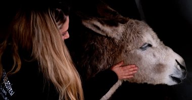 A veterinarian pets "Garip" the donkey after treatment, Ankara, Türkiye, March 31, 2026. (AA Photo)