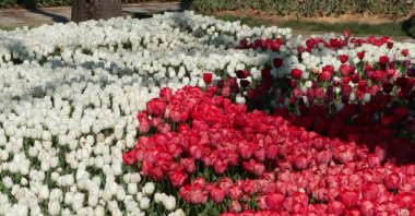 A vibrant display of tulips blooms at Emirgan Grove, Istanbul, Türkiye, April 6, 2026. (DHA Photo) 