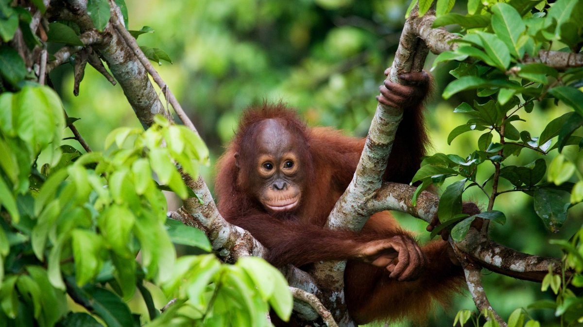 A baby orangutan in the wild. (Shutterstock Photo)