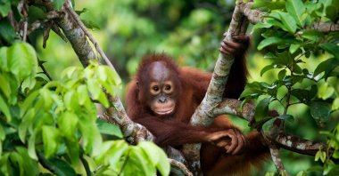 A baby orangutan in the wild. (Shutterstock Photo)