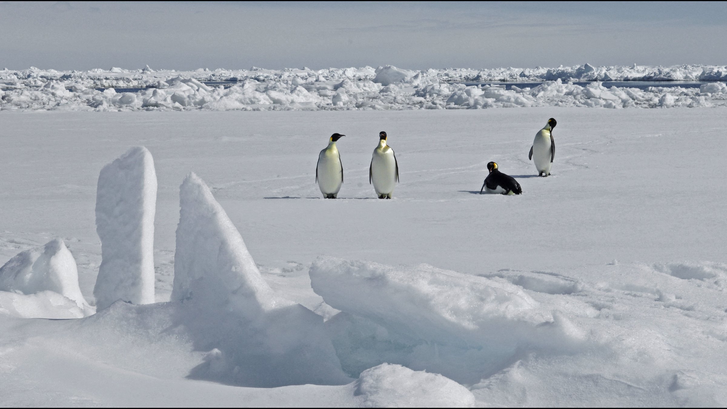 A view of emperor Penguins, Antarctica, Nov. 13, 2010. (AFP Photo)