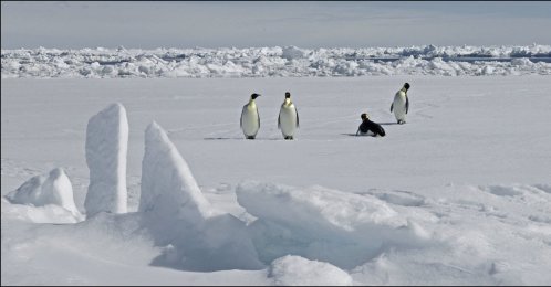 A view of emperor Penguins, Antarctica, Nov. 13, 2010. (AFP Photo)