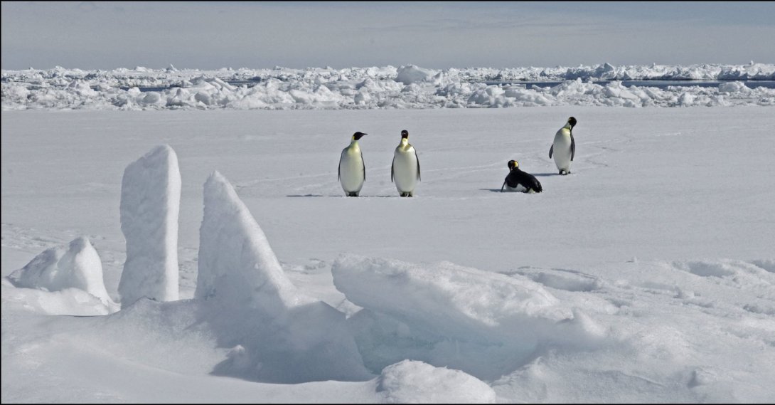 A view of emperor Penguins, Antarctica, Nov. 13, 2010. (AFP Photo)
