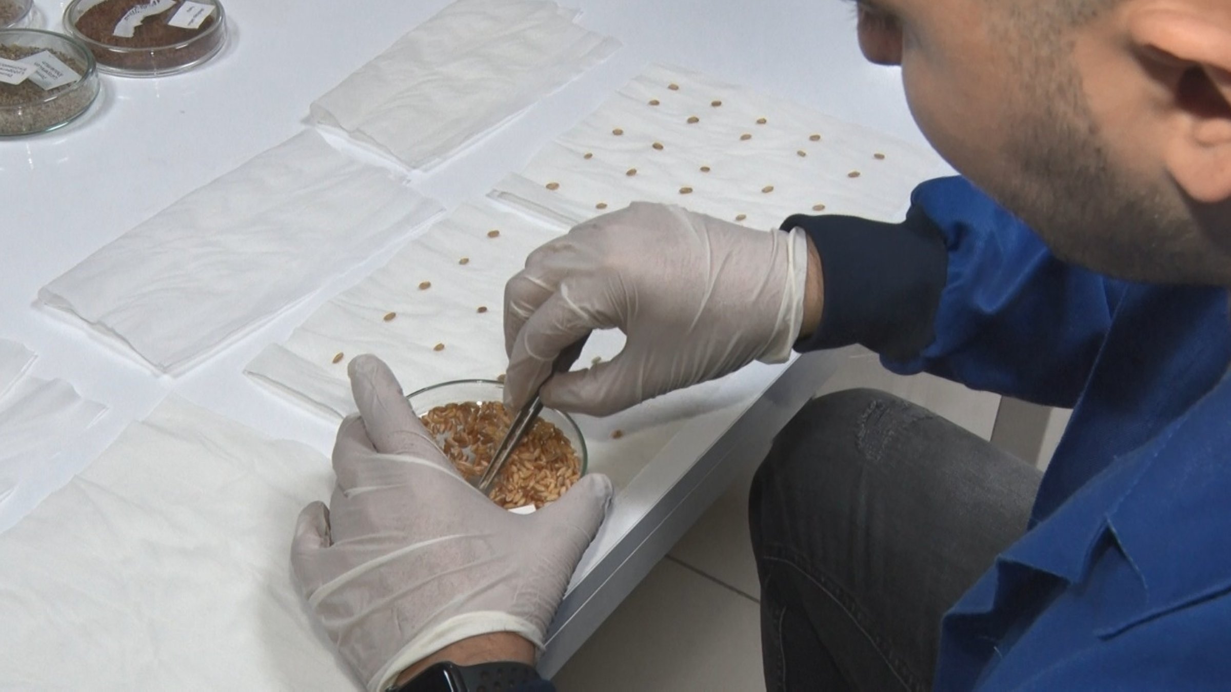 Türkiye expands seed bank system to strengthen food security