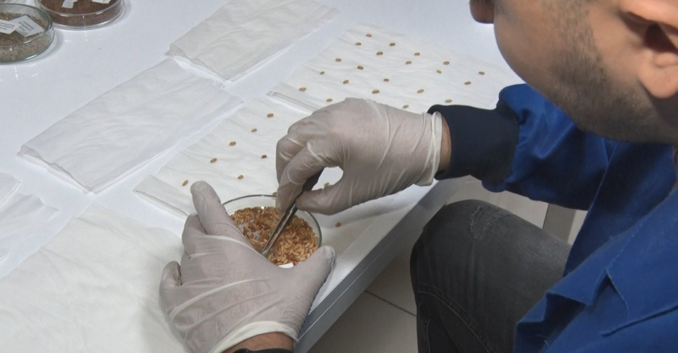 A researcher works on seed samples in a controlled gene bank laboratory, Ankara, Türkiye, April 12, 2026. (IHA Photo)