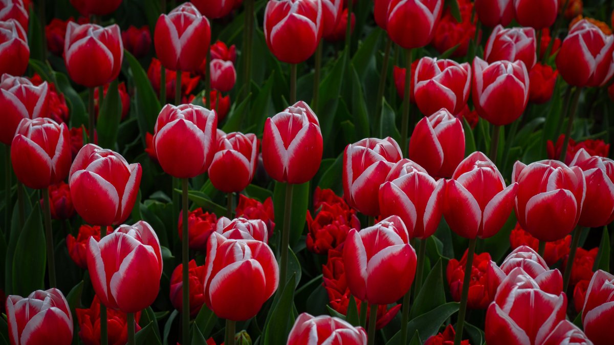 With the start of tulip season, the Keukenhof Gardens opened its doors to visitors for the 77th time this year, Lisse, Netherlands, April 11, 2026. (AA Photo)