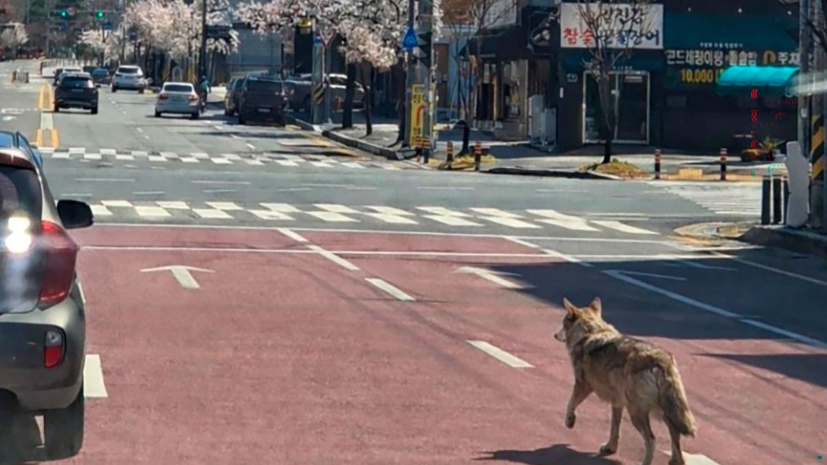 A wolf that escaped from a zoo wanders down the road, Daejeon, South Korea, April 8, 2026. (AFP Photo)