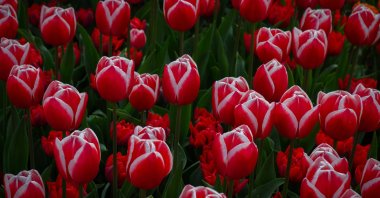 With the start of tulip season, the Keukenhof Gardens opened its doors to visitors for the 77th time this year, Lisse, Netherlands, April 11, 2026. (AA Photo)