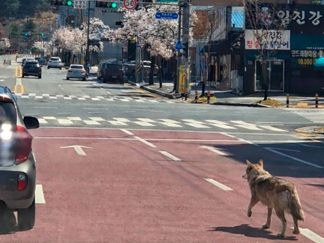A wolf that escaped from a zoo wanders down the road, Daejeon, South Korea, April 8, 2026. (AFP Photo)