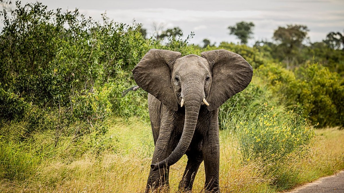Some African elephant populations show genetic deterioration
