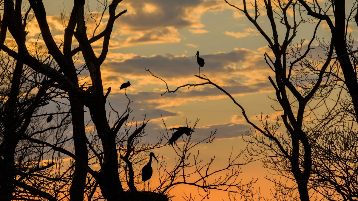 A view of the Kızılırmak Delta in Samsun, listed on the UNESCO Tentative List of World Heritage Sites, the delta provides feeding and breeding opportunities for hundreds of bird species and attracts nature lovers, Samsun, northern Türkiye, April 20, 2026. (AA Photo)