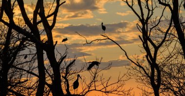A view of the Kızılırmak Delta in Samsun, listed on the UNESCO Tentative List of World Heritage Sites, the delta provides feeding and breeding opportunities for hundreds of bird species and attracts nature lovers, Samsun, northern Türkiye, April 20, 2026. (AA Photo)