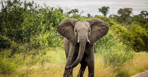An elephant at Kruger National Park, Kruger, South Africa, Feb. 15, 2026. (Getty Images Photo)