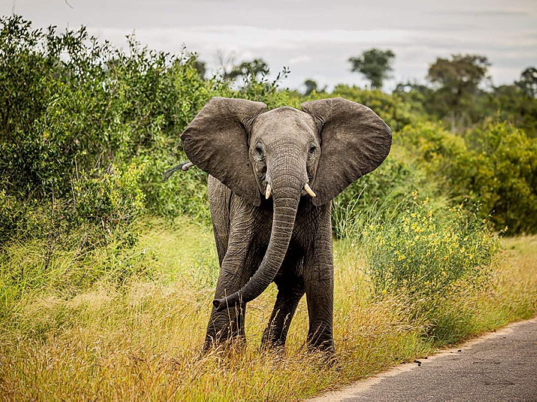 An elephant at Kruger National Park, Kruger, South Africa, Feb. 15, 2026. (Getty Images Photo)