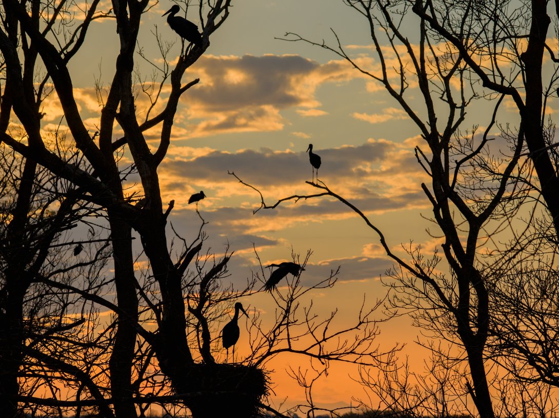 A view of the Kızılırmak Delta in Samsun, listed on the UNESCO Tentative List of World Heritage Sites, the delta provides feeding and breeding opportunities for hundreds of bird species and attracts nature lovers, Samsun, northern Türkiye, April 20, 2026. (AA Photo)