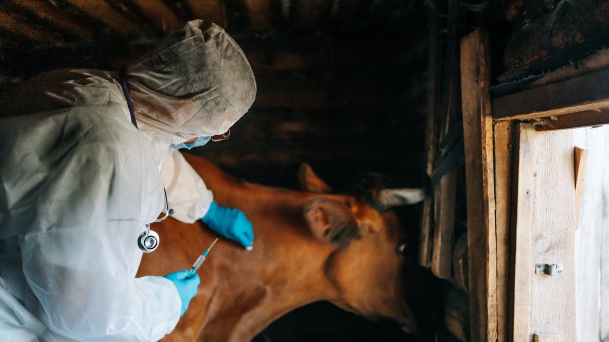 A veterinarian vaccinates cattle, highlighting animal health measures in livestock farming. (Shutetrstock Photo)