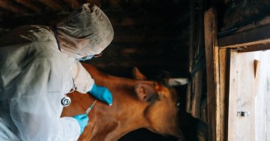 A veterinarian vaccinates cattle, highlighting animal health measures in livestock farming. (Shutetrstock Photo)