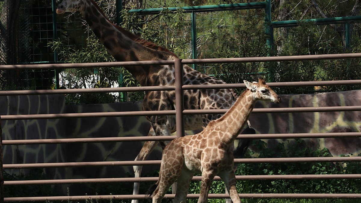 The newborn giraffe calf stands at the zoo, Gaziantep, Türkiye, April 24, 2026. (AA Photo) 