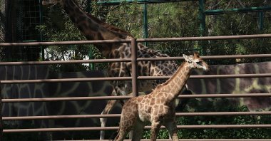 The newborn giraffe calf stands at the zoo, Gaziantep, Türkiye, April 24, 2026. (AA Photo) 